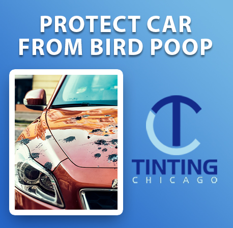 Troubled by Bird Droppings? What Should I Do to My Car?