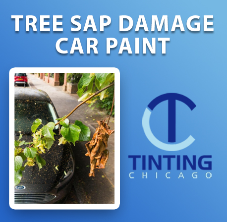 The Role of PPF in Protecting Against Tree Sap